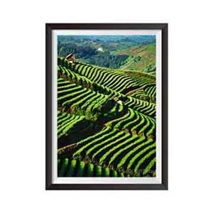 Vastu Green Landscape Painting